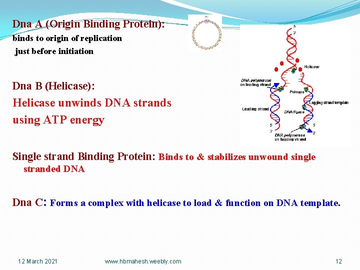 Dna A (Origin Binding Protein): binds to origin of replication just before initiation Dna