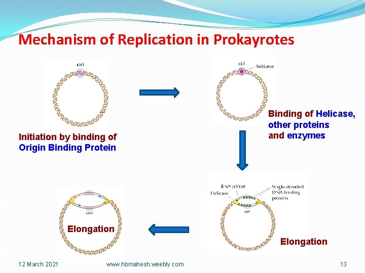 Mechanism of Replication in Prokayrotes Initiation by binding of Origin Binding Protein Binding of