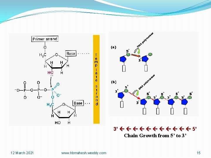 3’ 5’ Chain Growth from 5’ to 3’ 12 March 2021 www. hbmahesh. weebly.