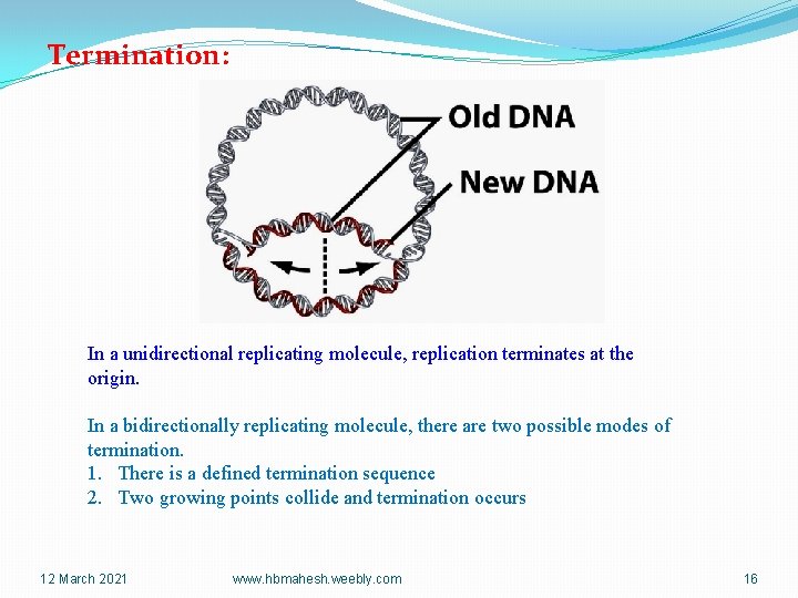 Termination: In a unidirectional replicating molecule, replication terminates at the origin. In a bidirectionally