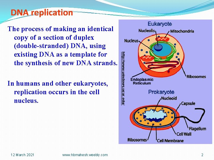 DNA replication The process of making an identical copy of a section of duplex