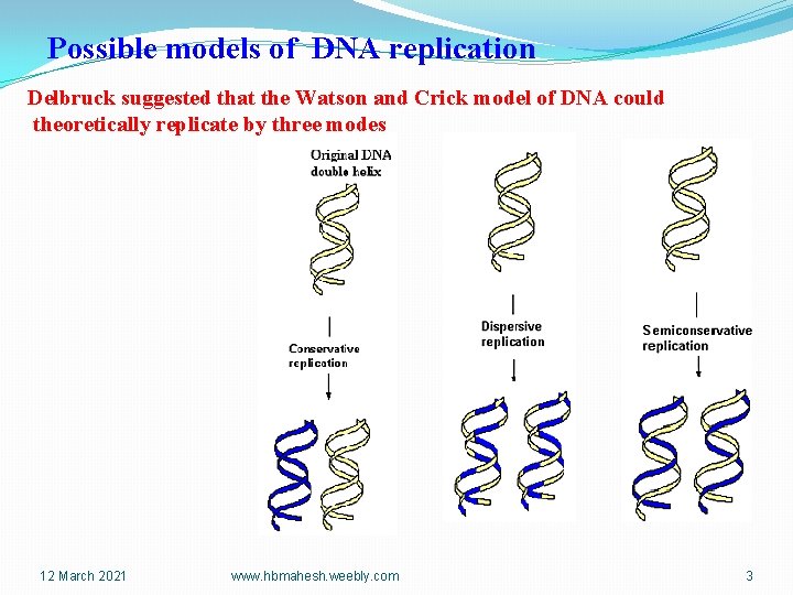 Possible models of DNA replication Delbruck suggested that the Watson and Crick model of