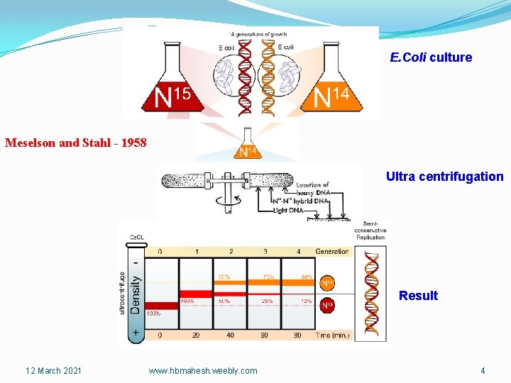 E. Coli culture Meselson and Stahl - 1958 Ultra centrifugation Result 12 March 2021