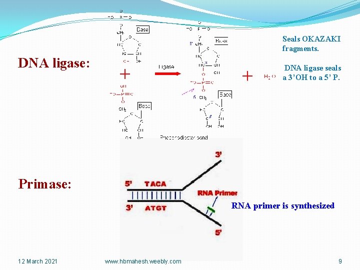 Seals OKAZAKI fragments. DNA ligase: DNA ligase seals a 3’OH to a 5’ P.