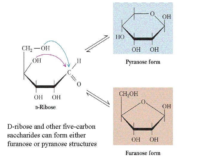 D-ribose and other five-carbon saccharides can form either furanose or pyranose structures 