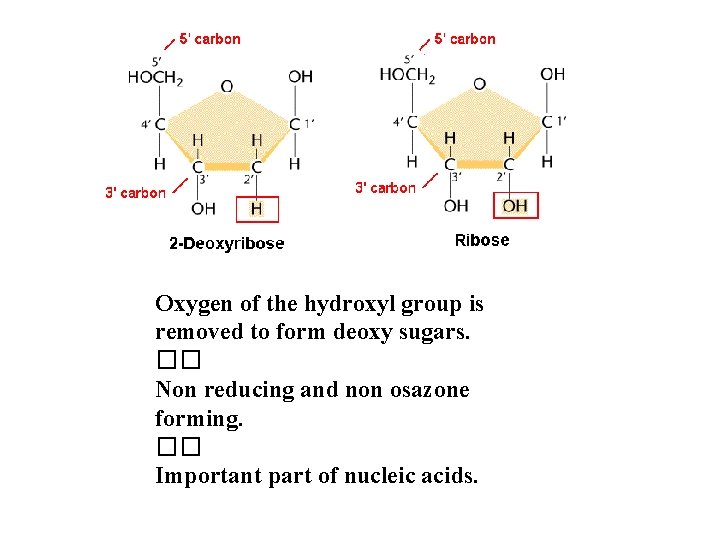 Oxygen of the hydroxyl group is removed to form deoxy sugars. �� Non reducing