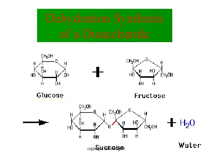 Dehydration Synthesis of a Disaccharide copyright cmassengale 