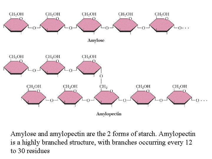 Amylose and amylopectin are the 2 forms of starch. Amylopectin is a highly branched