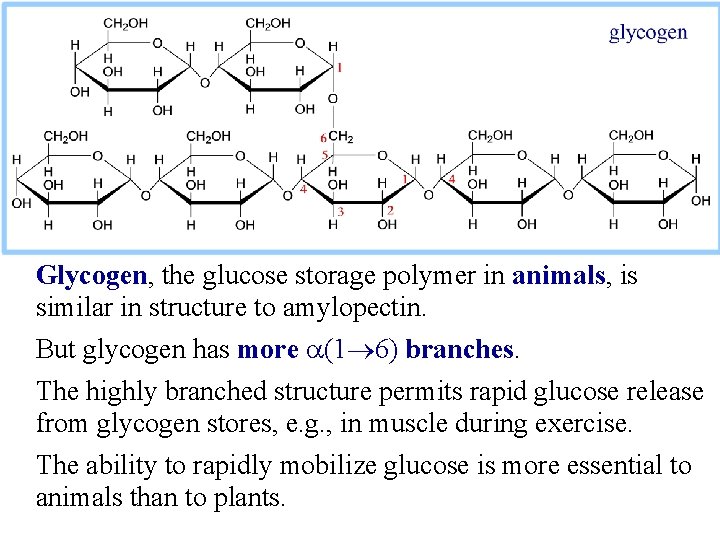 Glycogen, the glucose storage polymer in animals, is similar in structure to amylopectin. But