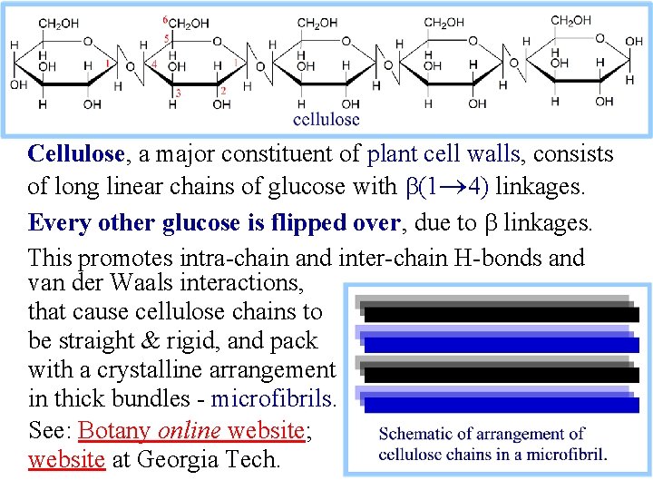 Cellulose, a major constituent of plant cell walls, consists of long linear chains of