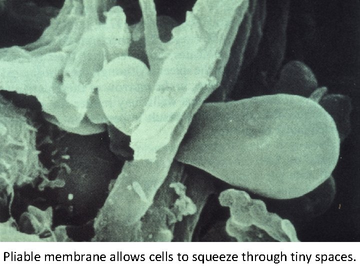 Pliable membrane allows cells to squeeze through tiny spaces. 
