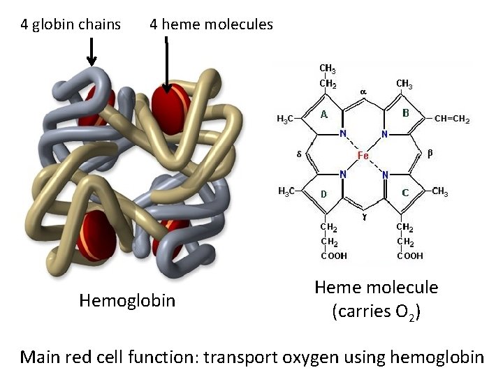 4 globin chains 4 heme molecules Hemoglobin Heme molecule (carries O 2) Main red