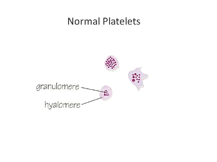 Normal Platelets 