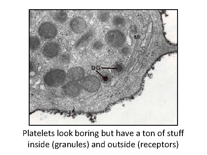 Platelets look boring but have a ton of stuff inside (granules) and outside (receptors)