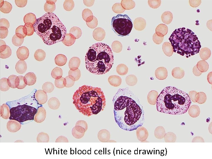 White blood cells (nice drawing) 