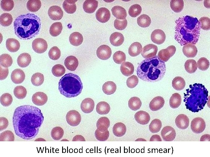 White blood cells (real blood smear) 