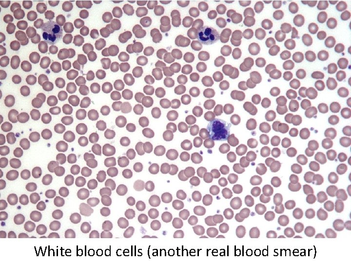 White blood cells (another real blood smear) 
