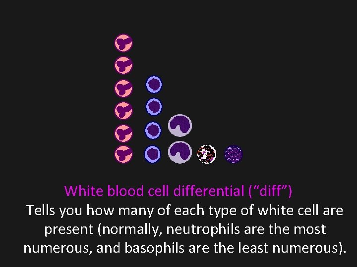 White blood cell differential (“diff”) Tells you how many of each type of white