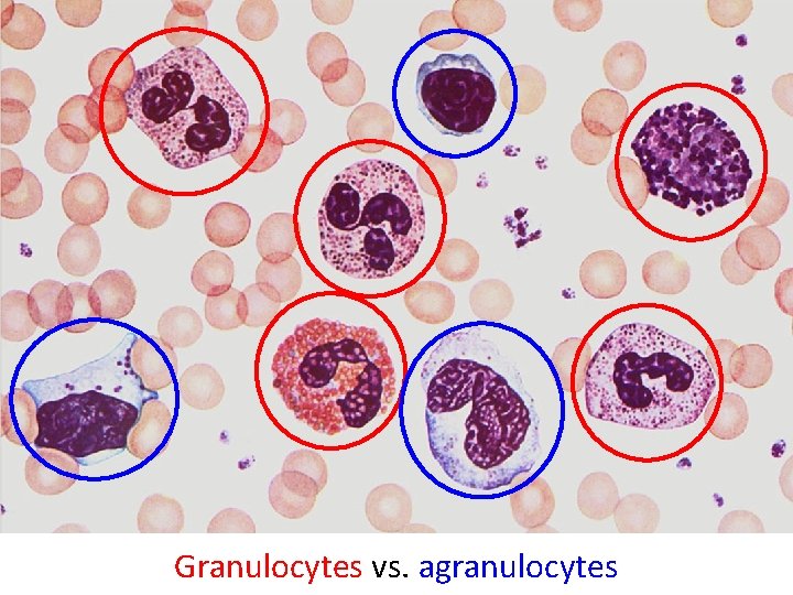 Granulocytes vs. agranulocytes 