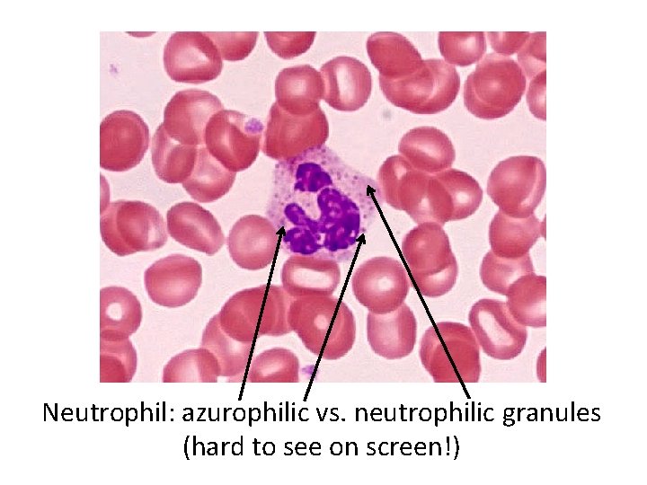 Neutrophil: azurophilic vs. neutrophilic granules (hard to see on screen!) 