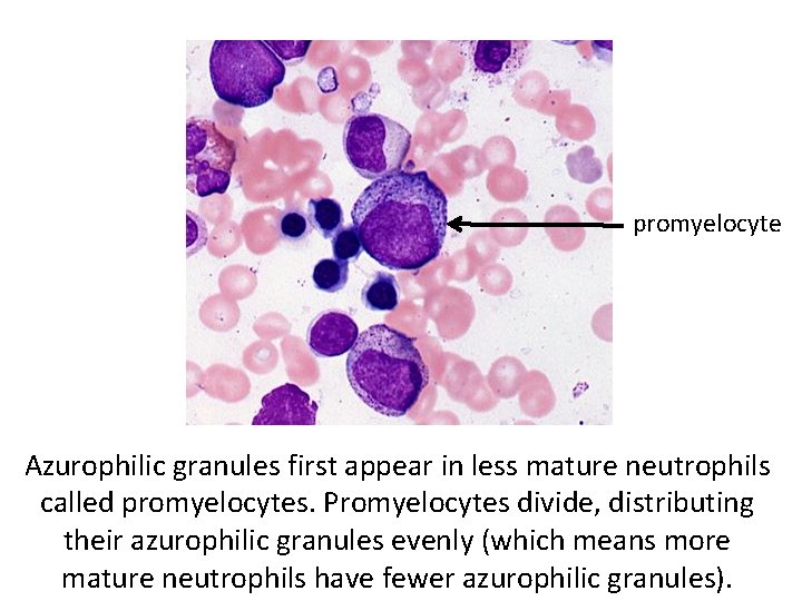 promyelocyte Azurophilic granules first appear in less mature neutrophils called promyelocytes. Promyelocytes divide, distributing