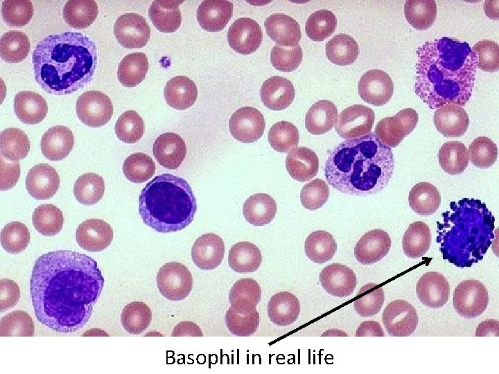 Basophil in real life 