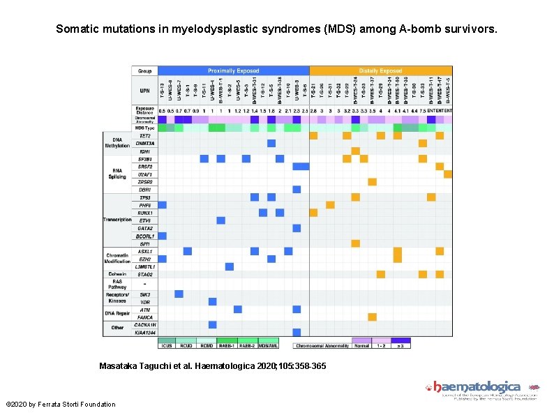 Somatic mutations in myelodysplastic syndromes (MDS) among A-bomb survivors. Masataka Taguchi et al. Haematologica