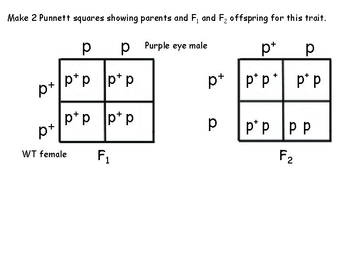 Make 2 Punnett squares showing parents and F 1 and F 2 offspring for