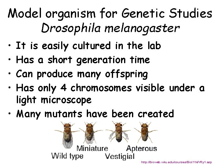 Model organism for Genetic Studies Drosophila melanogaster • • It is easily cultured in