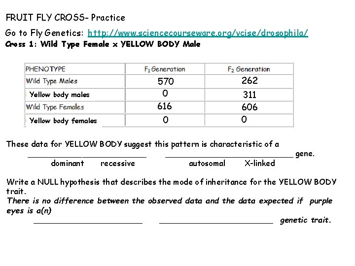 FRUIT FLY CROSS- Practice Go to Fly Genetics: http: //www. sciencecourseware. org/vcise/drosophila/ Cross 1: