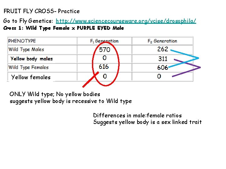 FRUIT FLY CROSS- Practice Go to Fly Genetics: http: //www. sciencecourseware. org/vcise/drosophila/ Cross 1: