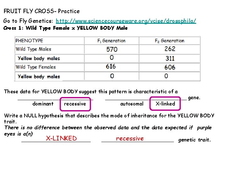 FRUIT FLY CROSS- Practice Go to Fly Genetics: http: //www. sciencecourseware. org/vcise/drosophila/ Cross 1: