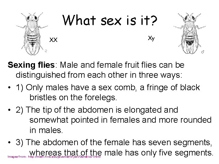 What sex is it? XX Xy Sexing flies: Male and female fruit flies can