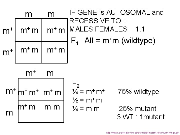 m m+ m+ m m+ IF GENE is AUTOSOMAL and RECESSIVE TO + m+
