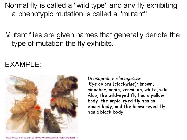 Normal fly is called a "wild type" and any fly exhibiting a phenotypic mutation