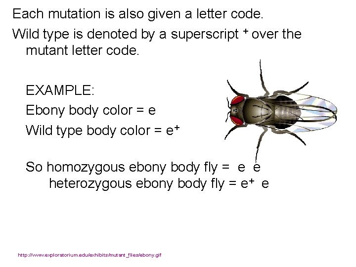 Each mutation is also given a letter code. Wild type is denoted by a