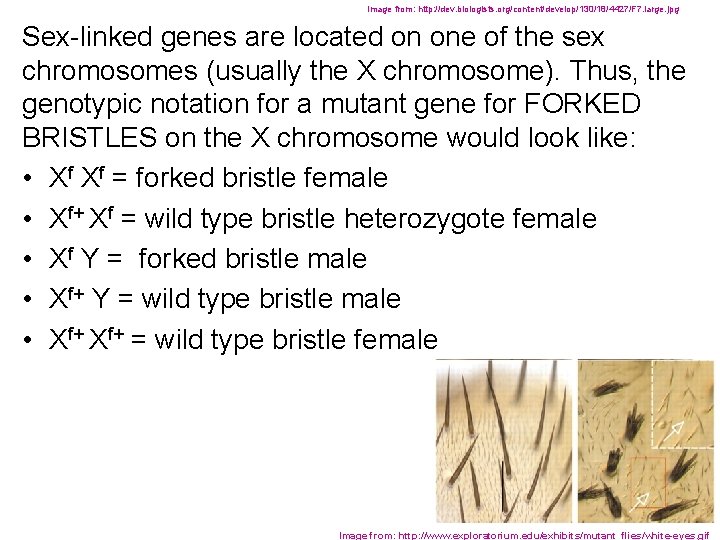 Image from: http: //dev. biologists. org/content/develop/130/18/4427/F 7. large. jpg Sex-linked genes are located on
