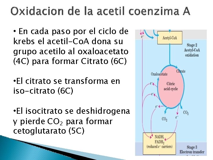  • En cada paso por el ciclo de krebs el acetil-Co. A dona