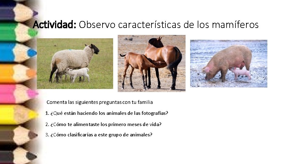 Actividad: Observo características de los mamíferos 1. ¿Qué están haciendo los animales de las