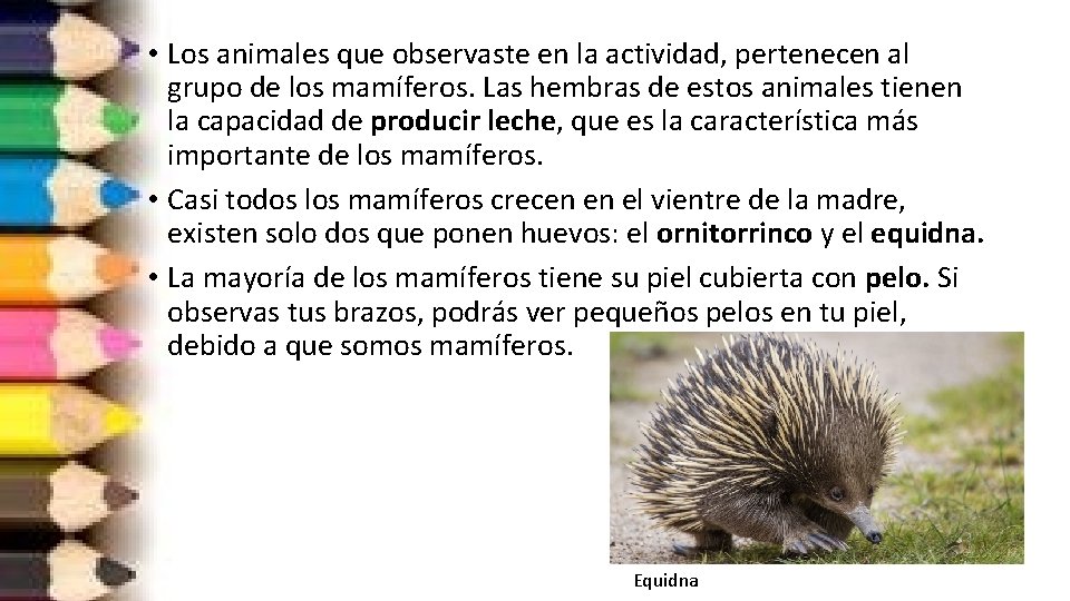  • Los animales que observaste en la actividad, pertenecen al grupo de los