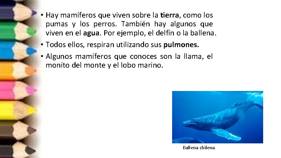  • Hay mamíferos que viven sobre la tierra, como los pumas y los