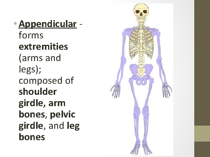  • Appendicular - forms extremities (arms and legs); composed of shoulder girdle, arm