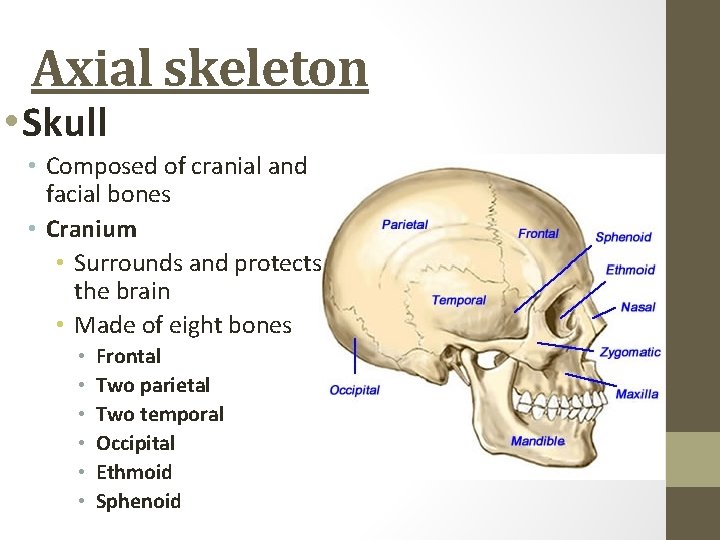 Axial skeleton • Skull • Composed of cranial and facial bones • Cranium •