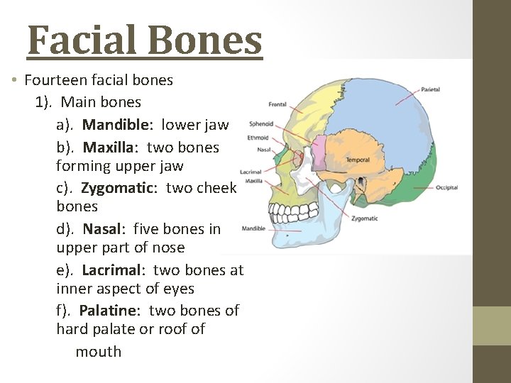 Facial Bones • Fourteen facial bones 1). Main bones a). Mandible: lower jaw b).