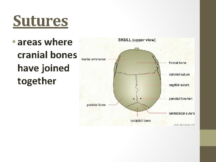 Sutures • areas where cranial bones have joined together 