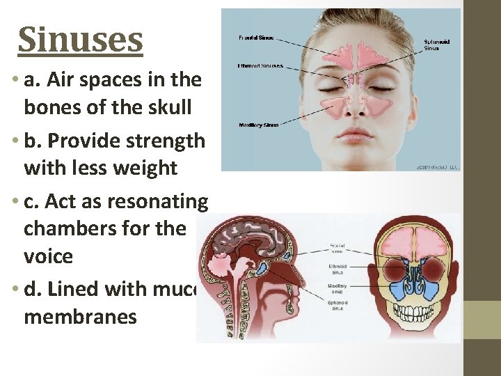Sinuses • a. Air spaces in the bones of the skull • b. Provide
