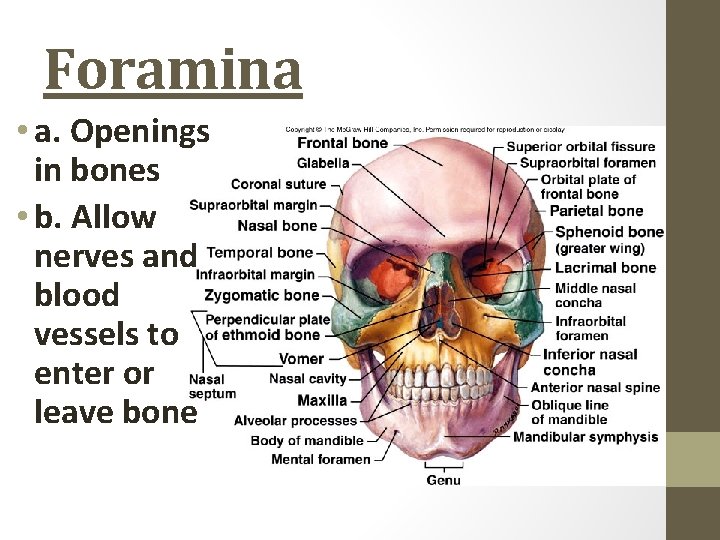 Foramina • a. Openings in bones • b. Allow nerves and blood vessels to