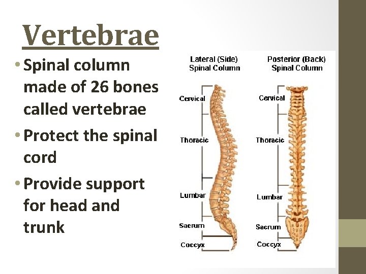 Vertebrae • Spinal column made of 26 bones called vertebrae • Protect the spinal
