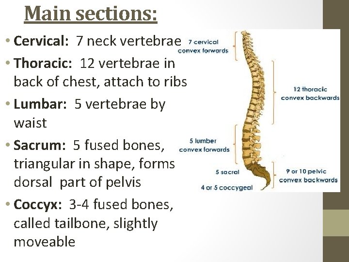 Main sections: • Cervical: 7 neck vertebrae • Thoracic: 12 vertebrae in back of