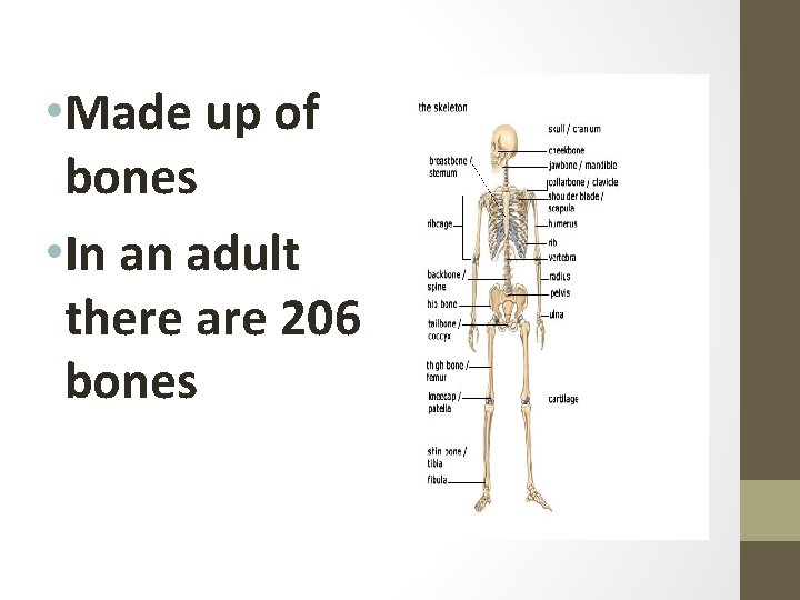  • Made up of bones • In an adult there are 206 bones